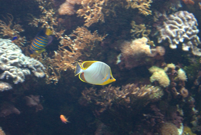 Océanopolis de Brest IMGP7272