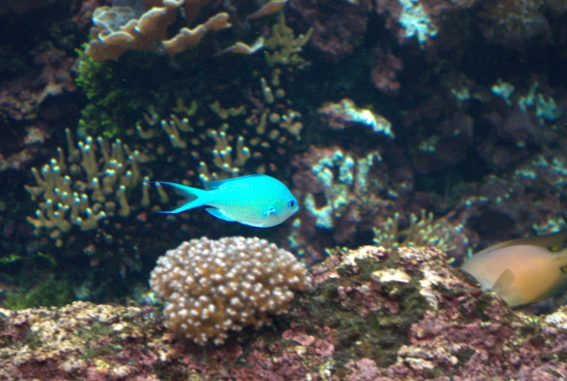 Océanopolis de Brest IMGP7274