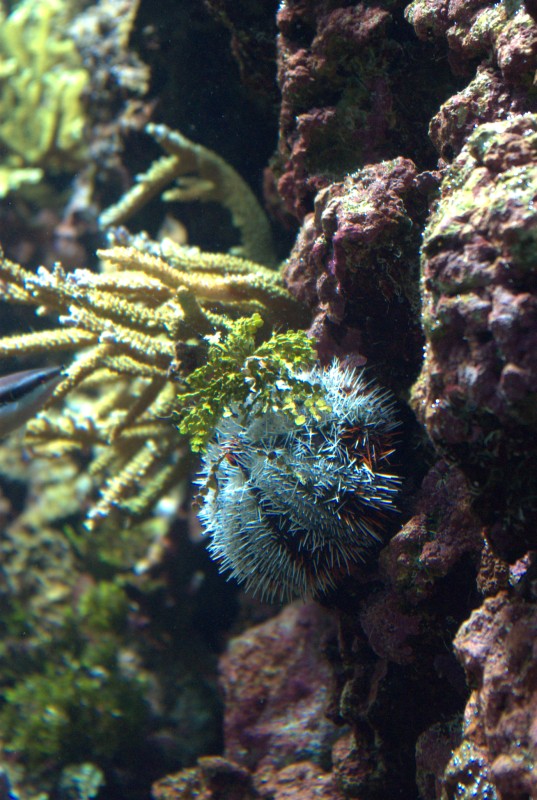 Océanopolis de Brest IMGP7277