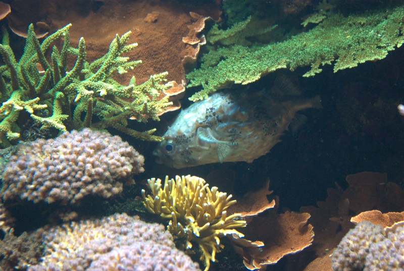 Océanopolis de Brest IMGP7288