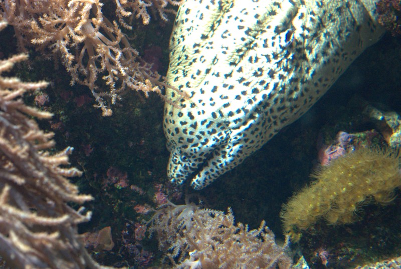 Océanopolis de Brest IMGP7289